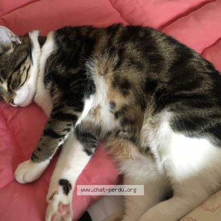 Grosse chatte caramel