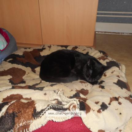 Photo de chat perdu à Niort