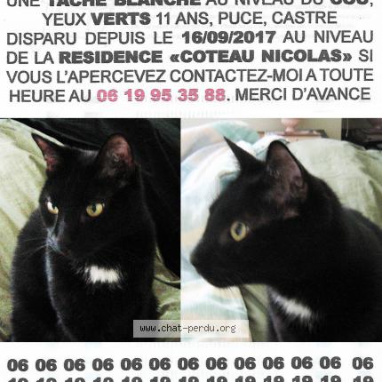 327197 Babou Chat Perdu à Montpellier Chat Perdu France