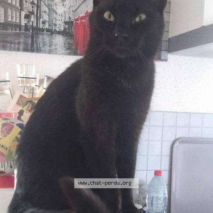 Photo 1/1 Poète Chat perdu à Plougastel daoulas