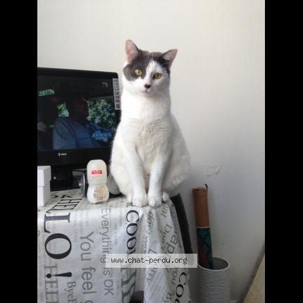 Photo 1/1 Fiesta Chat perdu à Chateaubriant