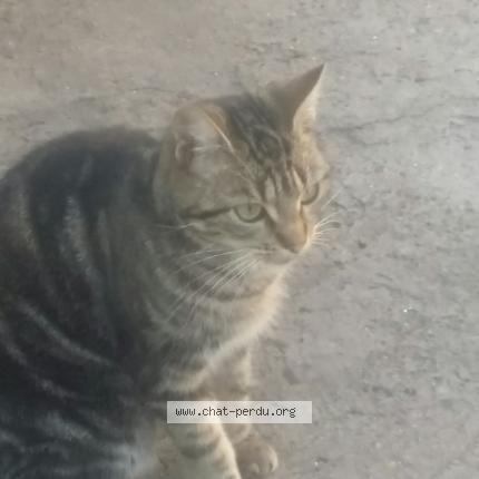 Pousse Chat Perdu A Villepinte Chat Perdu France