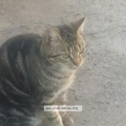 Pousse Chat Perdu A Villepinte Chat Perdu France Pousse Chat Perdu A Villepinte Chat Perdu France