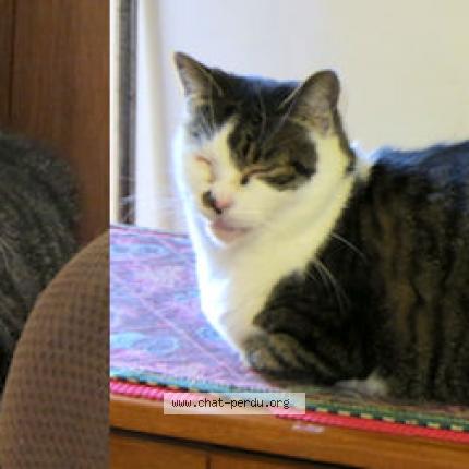 Photo 1/1 Matthew Chat perdu à Montreal