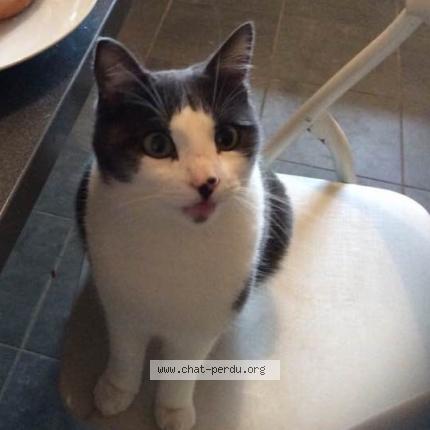 Photo 1/1 Pistache Chat perdu à Saint sulpice