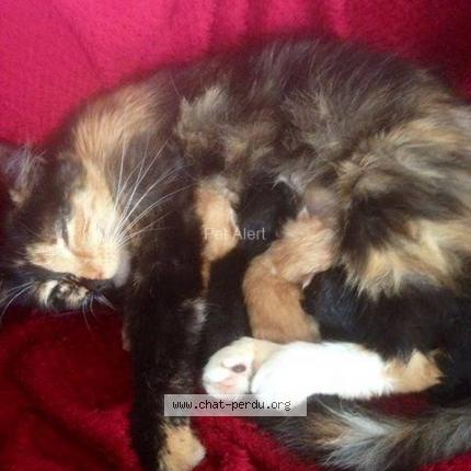 Photo 1/1 Geunièvre Chat perdu à Josselin