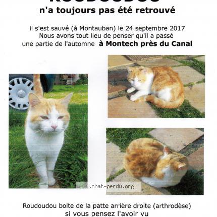 Roudoudou Chat Perdu A Montech Chat Perdu France Roudoudou Chat Perdu A Montech Chat Perdu France