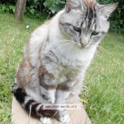 330827 nounours chat perdu a boussy saint antoine chat perdu france