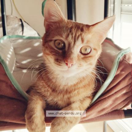 Photo 1/1 LOOPING Chat perdu à Verrieres le buisson