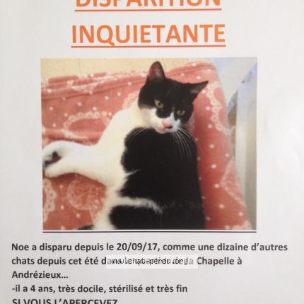 Il Passe Devant Une Affiche Pour Un Chat Perdu S Arrete Et N En