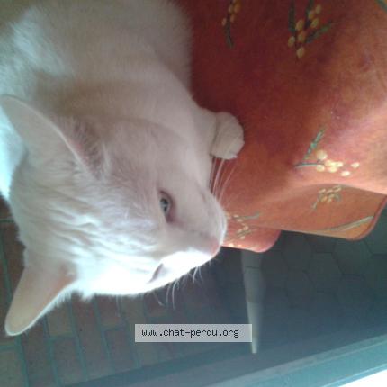 Photo de chat perdu à Le Mee Sur Seine