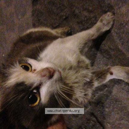 Chat saint dizier