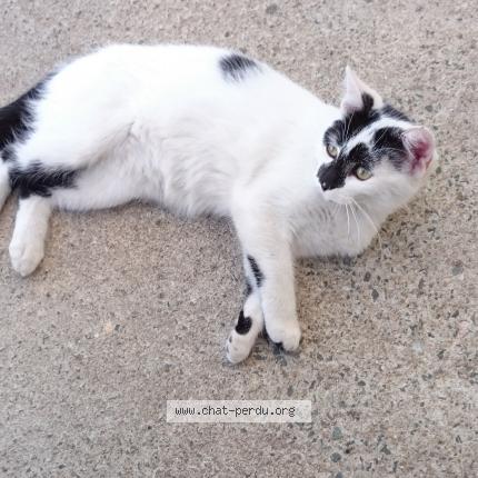 Photo 1/1 Bianca Chat perdu à Froidfond