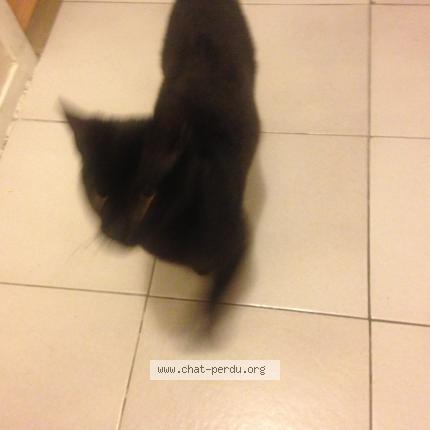 Chat persan a adopter