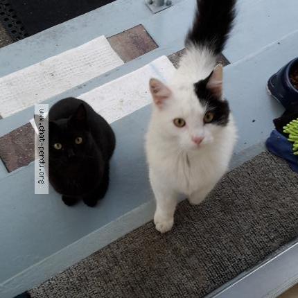 339888 flocon chat perdu à schiltigheim - chat perdu france