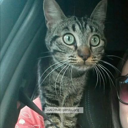 340035 Moka Chat Perdu Et Retrouvé à Murs Erigne Chat