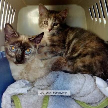 Photo 1/1 POP'S Chat perdu à Saint thibaud de couz