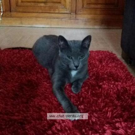 Photo 1/1 GRIZZLY Chat perdu à Valleiry