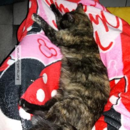 Tequila chatte