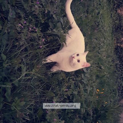 Photo 1/1 Kira Chat perdu à Saint pierre la noaille