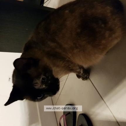 Chat perigueux