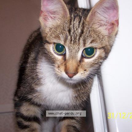343167 Chat Trouvé Et Rendu à Bully Les Mines Chat Perdu