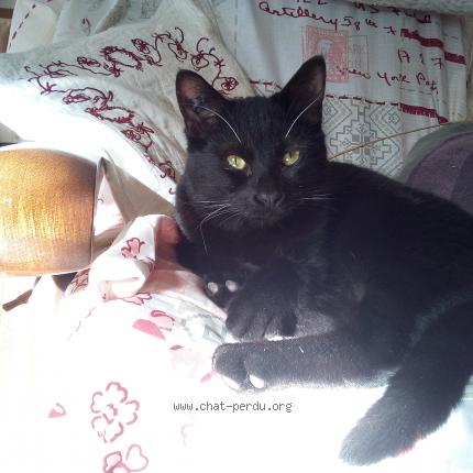 Photo 1/1 Mickey Chat perdu à Toulon