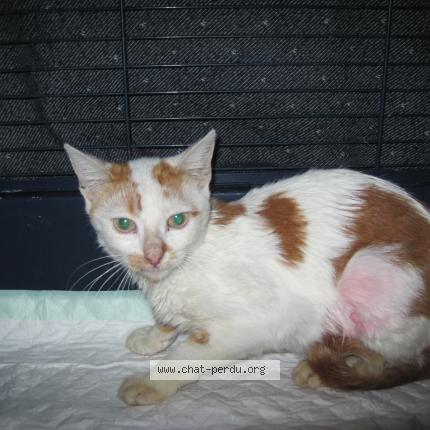 Photo 1/1 MARIO Chat perdu à Jacob bellecombette