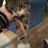 Chat villenave dornon