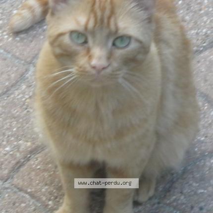 Caramel Chat Perdu A Villemomble Chat Perdu France Caramel Chat Perdu A Villemomble Chat Perdu France