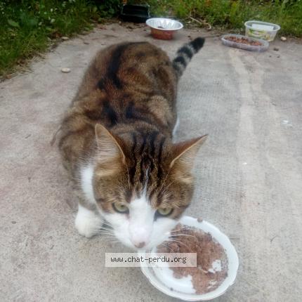 345854 Chat Trouvé à Vitry Le Francois Chat Perdu Canada
