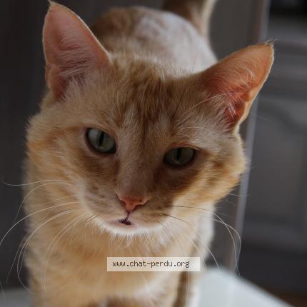 Photo 1/1 Mimi Chat perdu à Mantes la ville