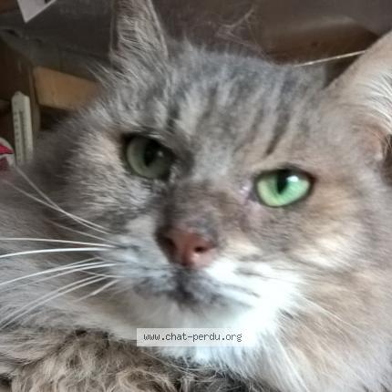 347645 chat trouvé à toulon - chat perdu france