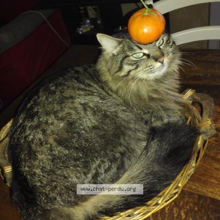 Photo 1/1 Windows Chat perdu à Fos sur mer