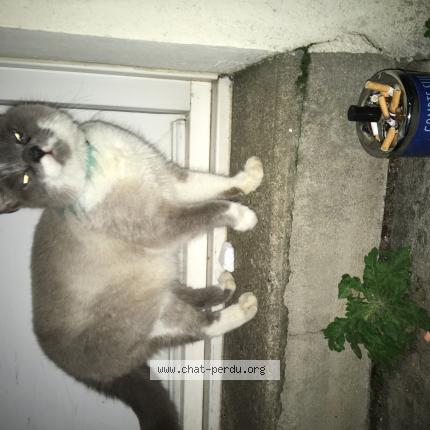 Chat rire et chanson