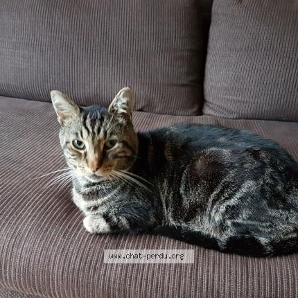 Grisouille Chat Perdu A Deuil La Barre Chat Perdu France Grisouille Chat Perdu A Deuil La Barre Chat Perdu France