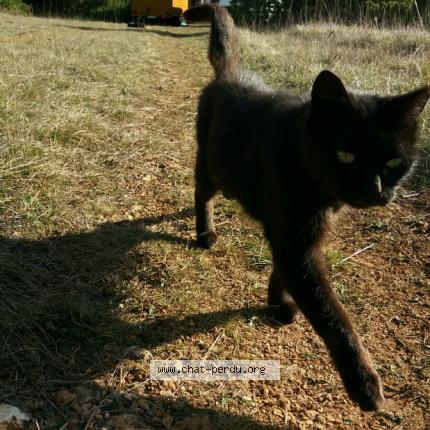 noir mamie chatte photo