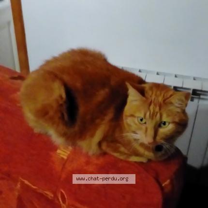 Photo 1/1 Cannelle Chat perdu à Montours cogles