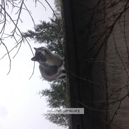 Chat chatenay malabry