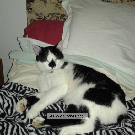 Photo 1/1 Popeye Chat perdu à La baroche sous luce