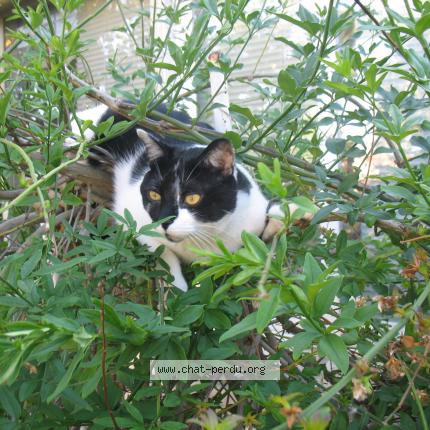 Photo 1/1 Sushy Chat perdu à Fourneaux