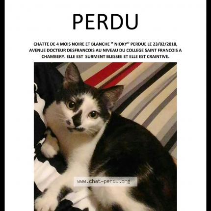 Chat charente