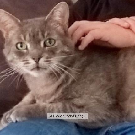 Photo 1/1 SONY Chat perdu à Saclay