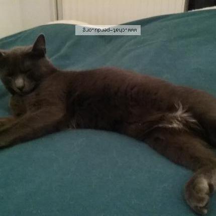 Chat chelles