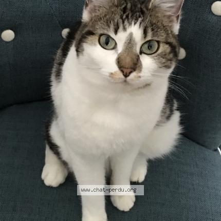 Photo 1/1 CLÉO Chat perdu à Barbizon