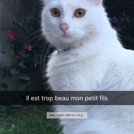 Chat le cannet