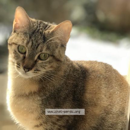 Photo 1/1 Madiba Chat perdu à Mont saint aignan