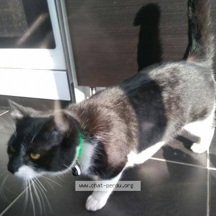 Images 354954 Chat Trouve Et Rendu A Hellemmes Lille Chat Perdu France