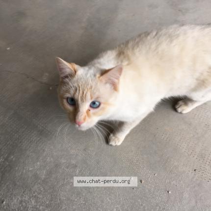 Chat sexe cavaillon