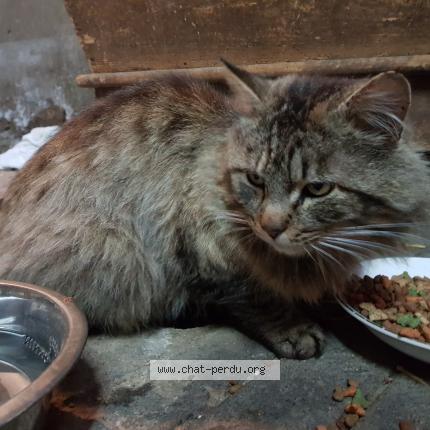 Chat jeune maroc